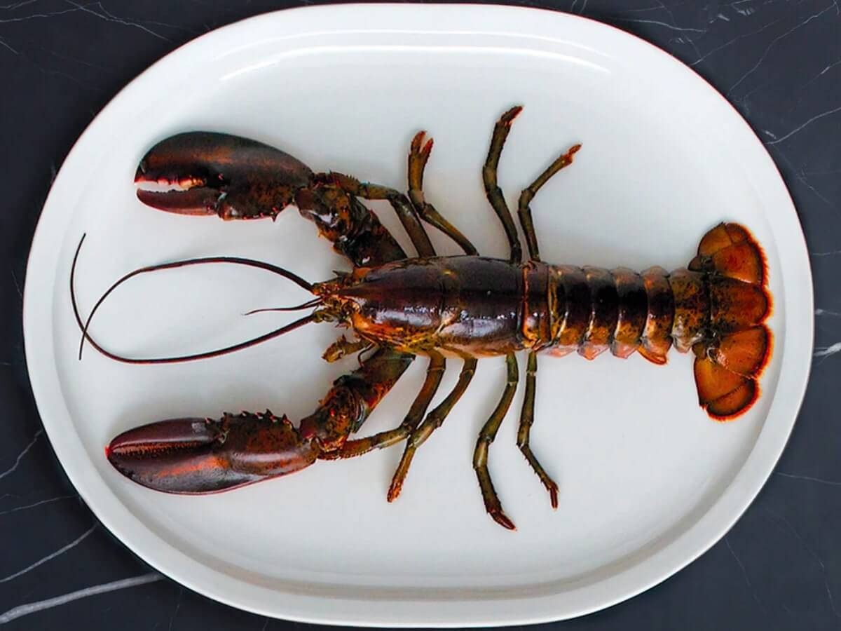 Loveramics | Er-Go! System 43cm Turkey Platter - 2pk